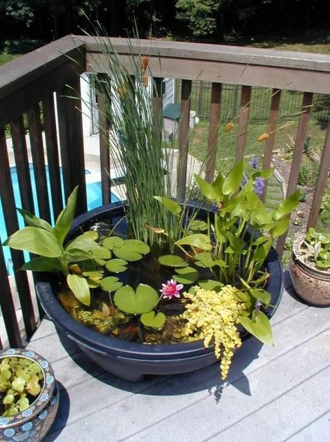 Pink Flower Among Green Water Plants