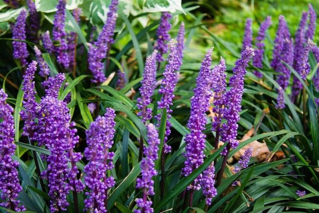 Purple Flower Clusters Year-Round