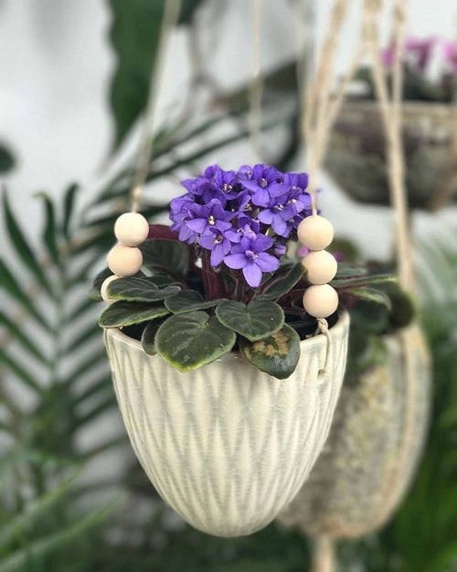 Purple Violets Suspended In Air