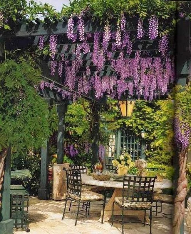 Purple Cascading Wisteria Pergola