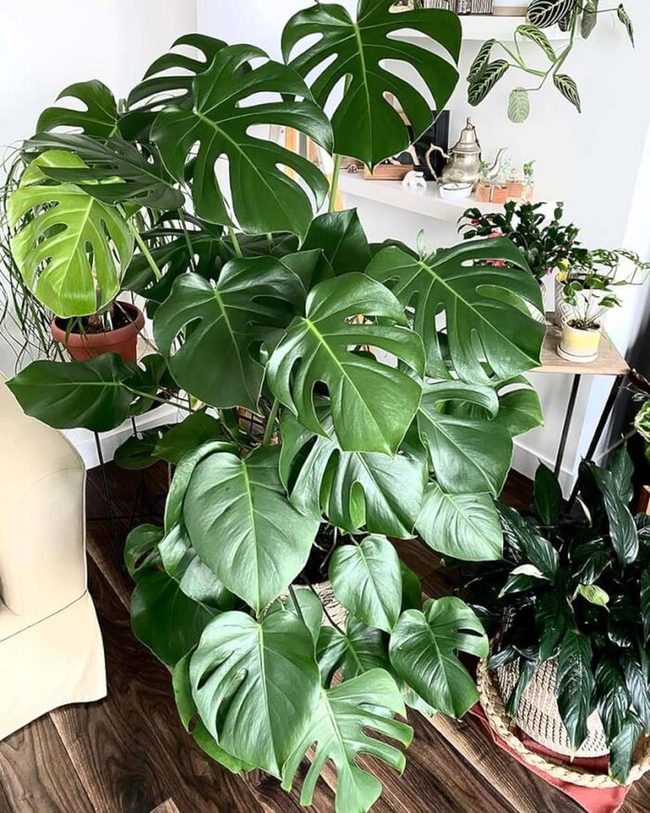 Massive Perforated Leaves Fill Spaces
