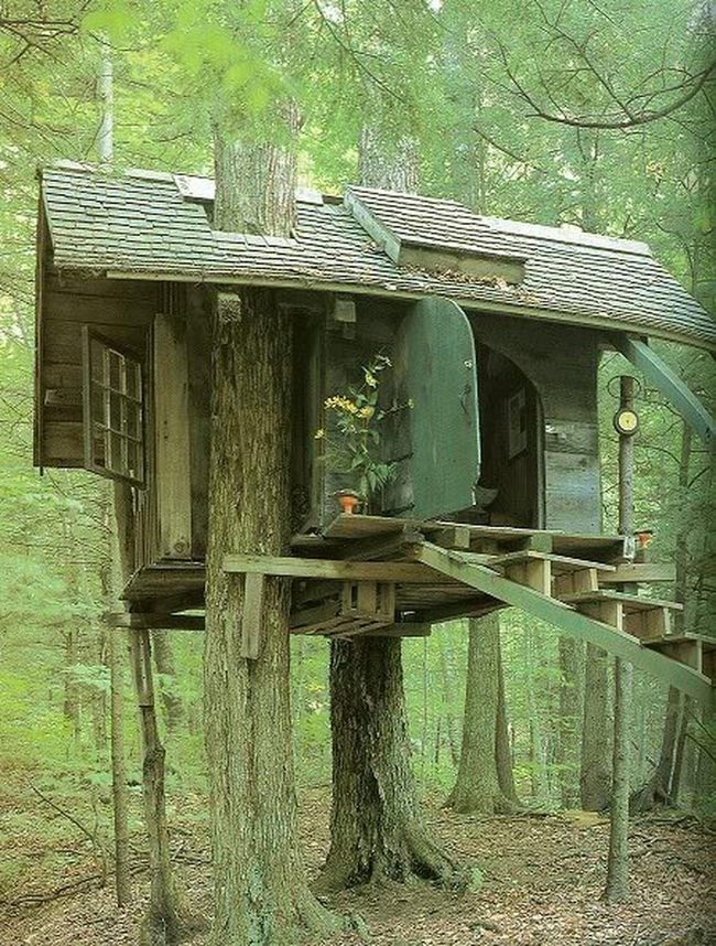 Treehouse Golden Light Among Green Branches