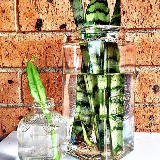 Green Snake Plant In Clear Glass