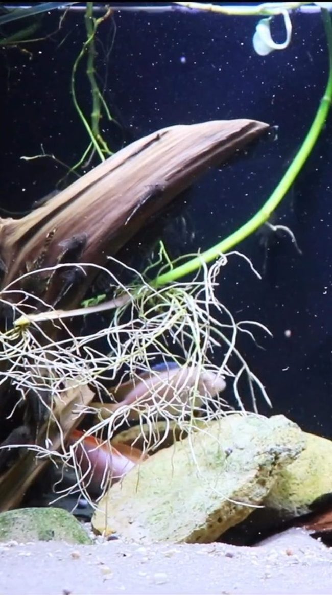 Green Roots Purify Aquarium Water
