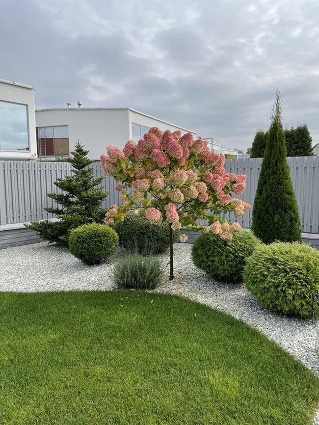 Pink Blossoms Garden Landscape
