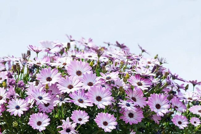 Mauve Daisies That Bloom All Season