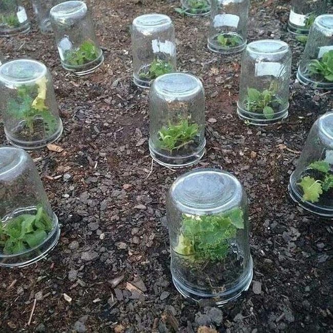 Glass Jar Plant Protection Method