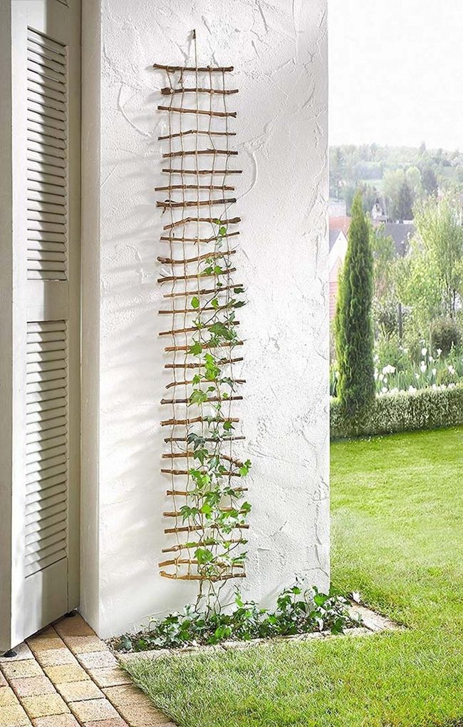 Climbing Plants On Vertical Wood