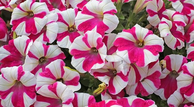Colorful Petunias For Endless Blooms