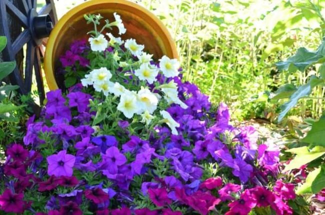 Cascading Petunias, Effortless Garden Color