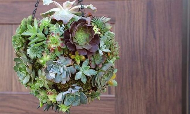 Spherical Succulent Hanging Garden