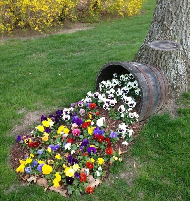 Spilled Pansies From Wooden Barrel