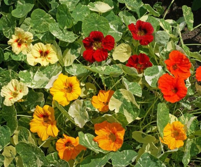 Edible Flowers For Simple Gardens