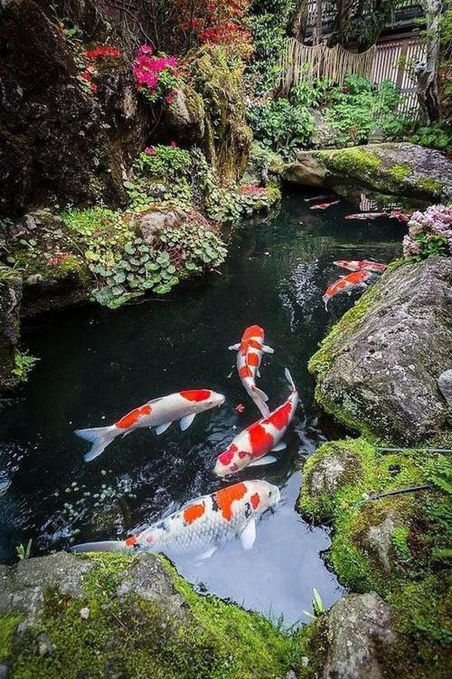 Colorful Koi Fish Water Feature
