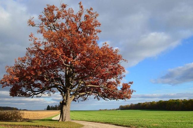 Red Oak Shade And Coastal Strength