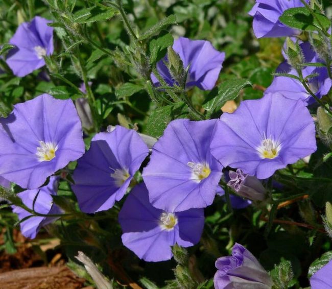Lilac Blue Trumpet Flowers