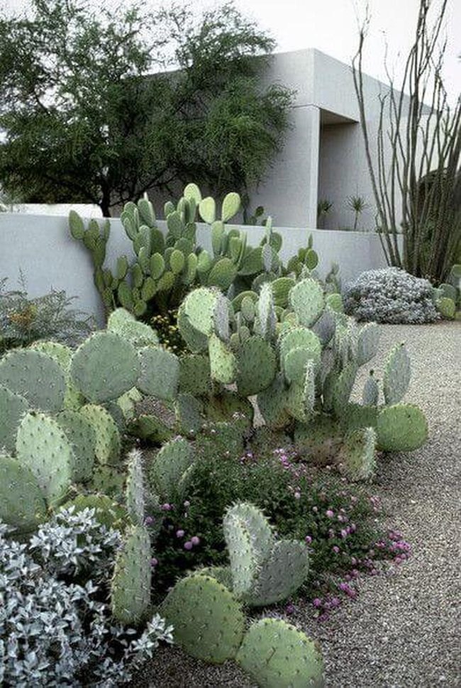 Pink-Blooming Desert Cacti Garden
