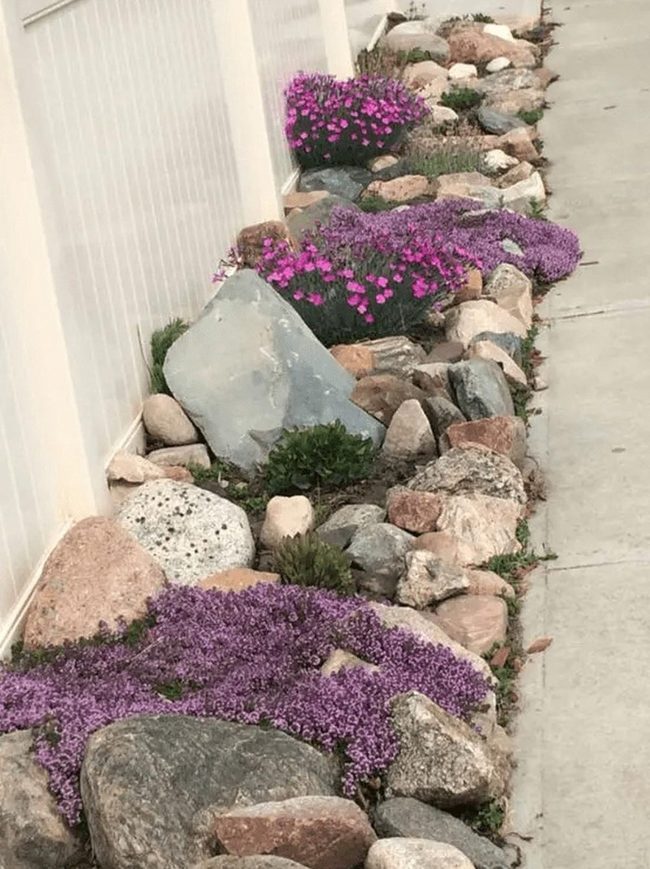 Purple Blooms Between Stone Borders