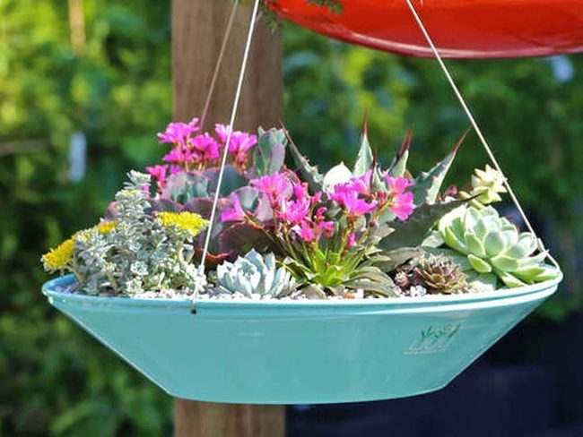 Cascading Succulents Overhead Garden