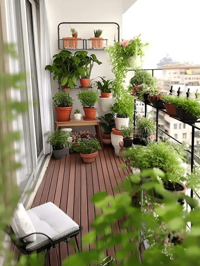 Climbing Ivy Balcony Garden