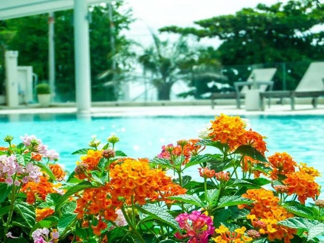 Mosquito-Repelling Flowers That Attract Butterflies