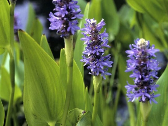 Purple Flower Spikes For Ponds