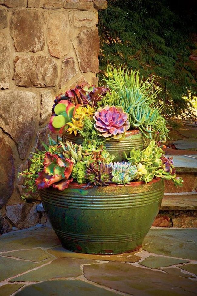 Low-Maintenance Succulents For Outdoor Spaces