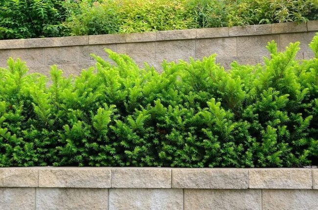 Deep Green Privacy For Shade