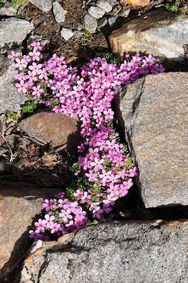 Pink Flowers Between Gray Stones