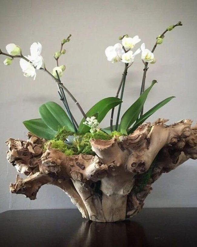 Wooden Orchid Planters With Moss