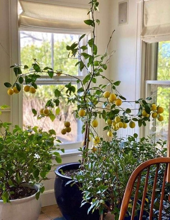 Fresh Yellow Lemons Indoor Garden