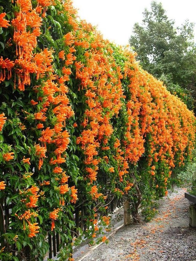 Orange Trumpet Vines Wall