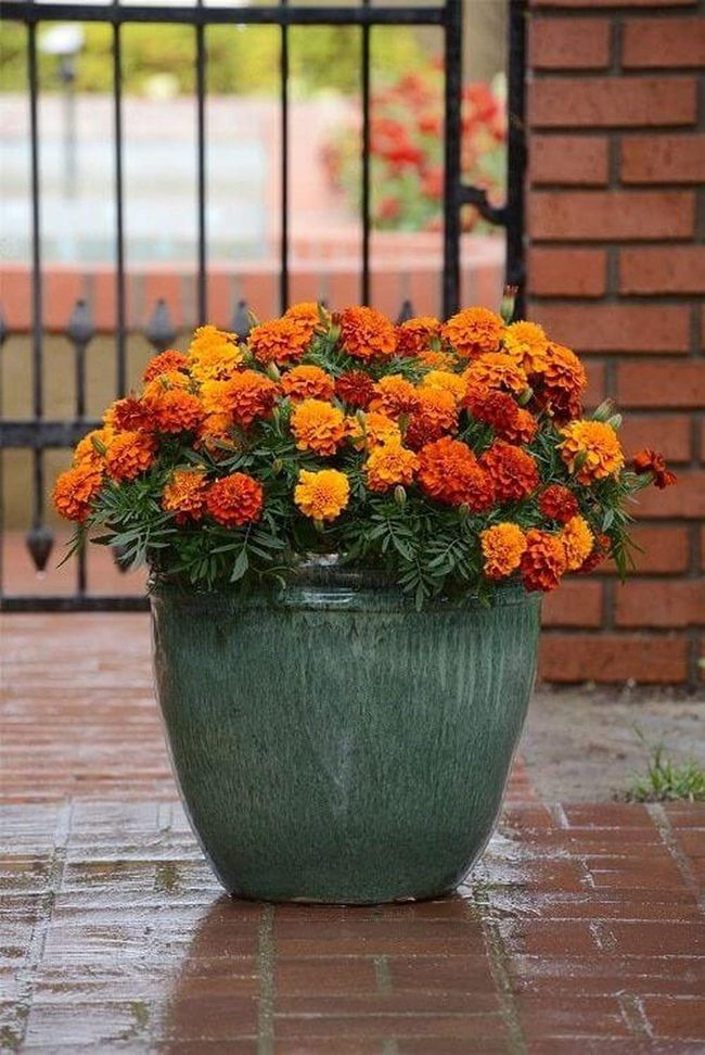 Bright Marigolds In Ceramic Pot