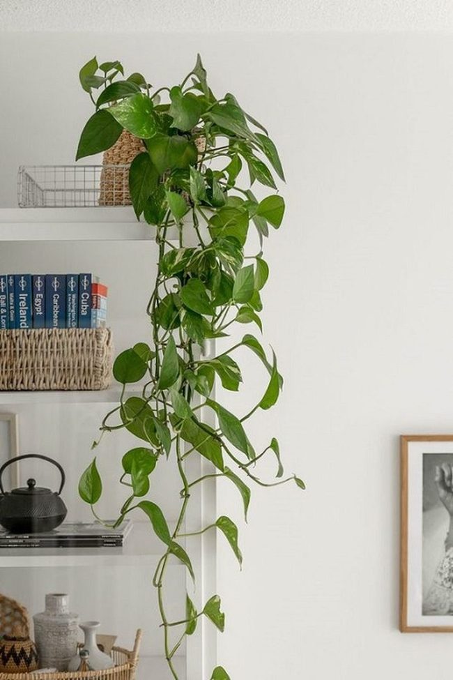 Living Vines Frame Your Books