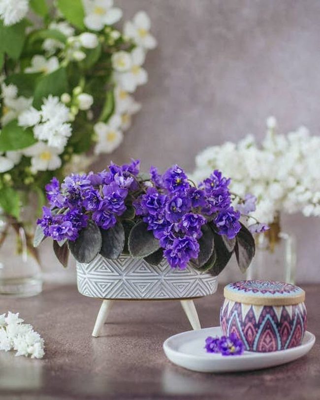 Purple Violets On Ceramic Pedestals