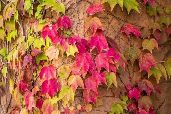 Red-Leafed Ivy Climbs Brick