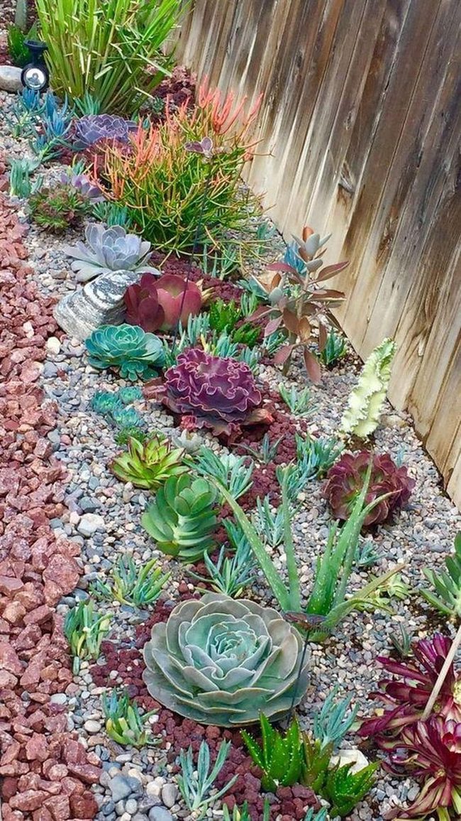Colorful Succulents With Scattered Rocks