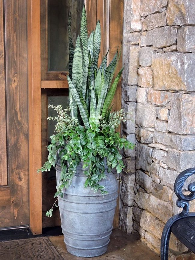 Green Vines Meet Upright Leaves