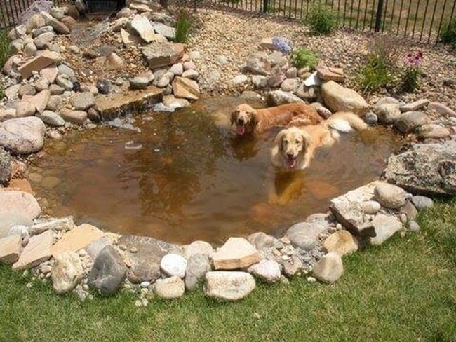 Splashing Pond For Happy Dogs
