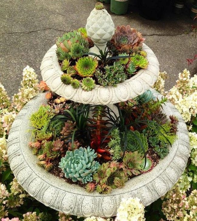 Cascading Succulents On Stone Fountain