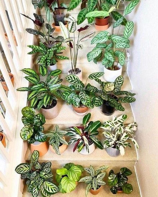 Green Staircase Plant Paradise