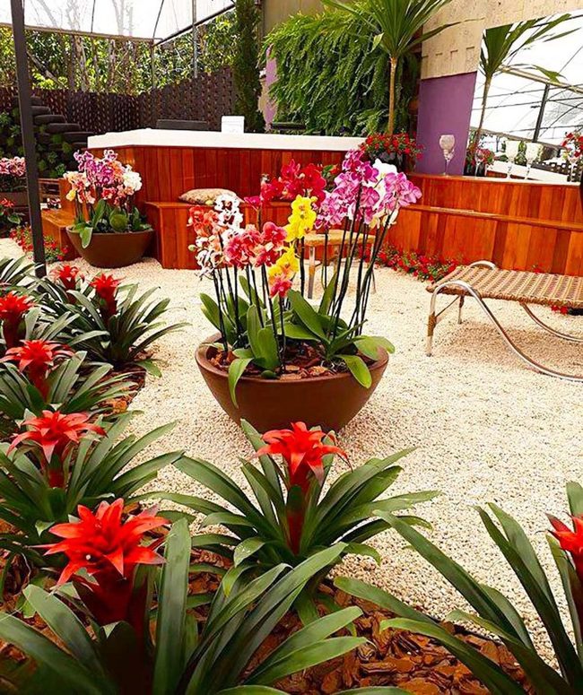Tropical Patio Red Orchids Escape