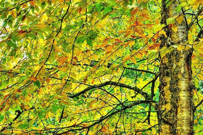 Golden Yellow Birch Tree Towering