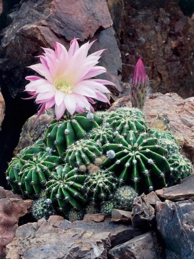 Magenta Blooms Among Desert Rocks