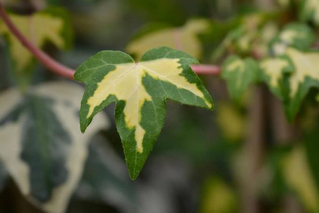 Golden Center Heart Shaped Ivy