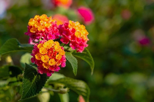 Multicolored Clusters That Demand Attention
