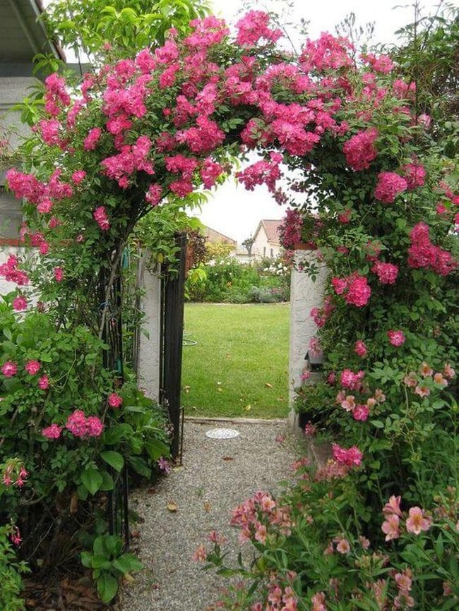 Pink Blooms Frame Your Garden