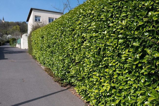 Dense Green Privacy Screen