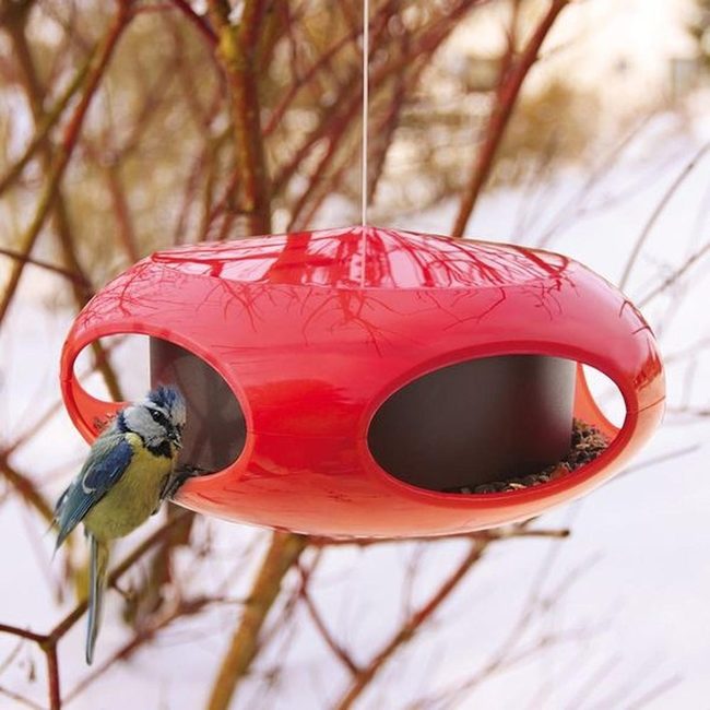 Red Feeder Attracts Colorful Birds
