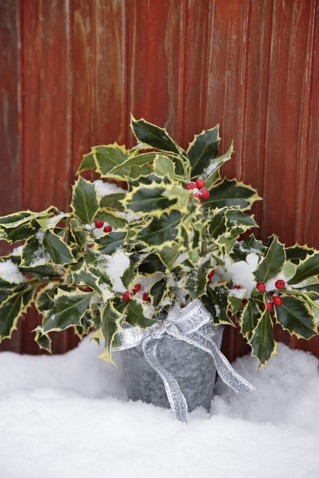 Winter Berries For Frost Gardens